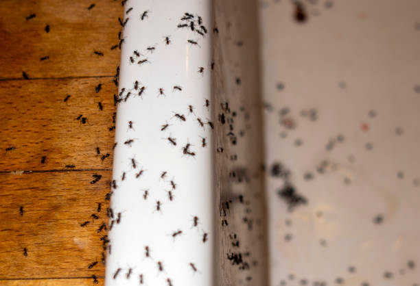 Best Pest Control for Restaurants  in Richfield, UT